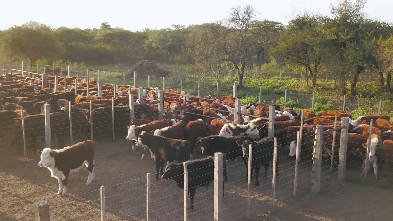 Mandria di bovini in un recinto illuminato dal sole in una fattoria, luce del tardo pomeriggio, ambiente rurale.