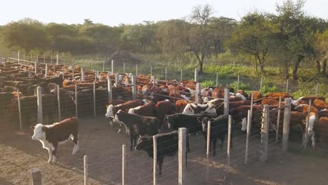 Herd-of-cattle-in-a-sunlit-enclosure-on-a-farm,-late-afternoon-light,-rural-setting