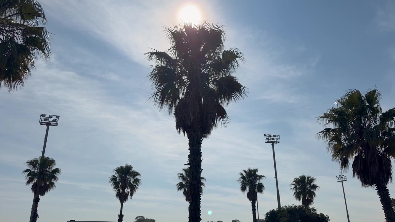Palme in silhouette contro un cielo nuvoloso.