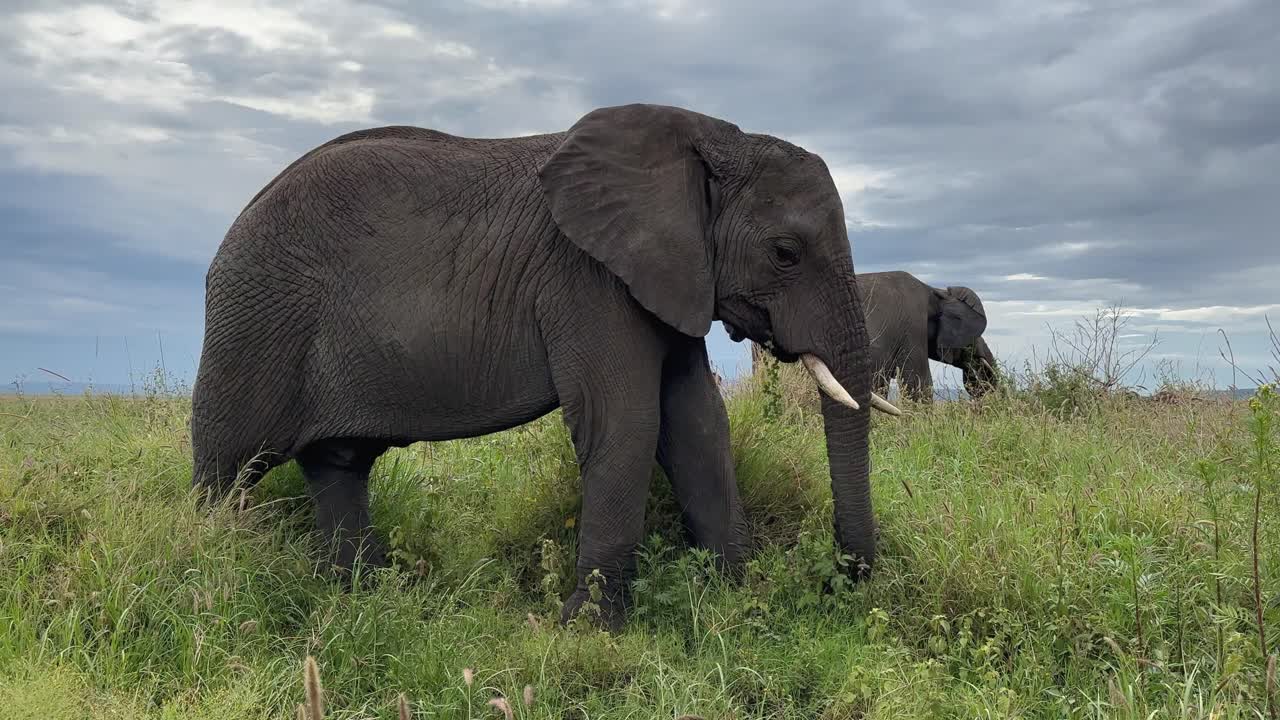 un close-up de un elefante africano (loxodonta africana) comiendo hierba en el parque nacional serengeti, tanzania.