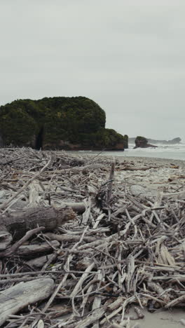 driftwood beach landscape