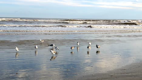 Seagulls-reflected-with-the-clouds-in-the-sky-as-waves-crash-just-off-shore-4K-30FPS