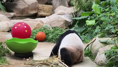 panda eating bamboo in zoo