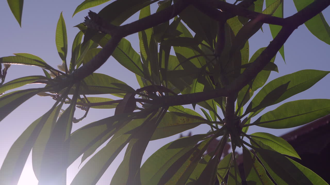 árbol de plumeria a la luz del sol