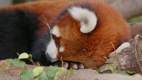 czerwona panda śpi na drewnie.