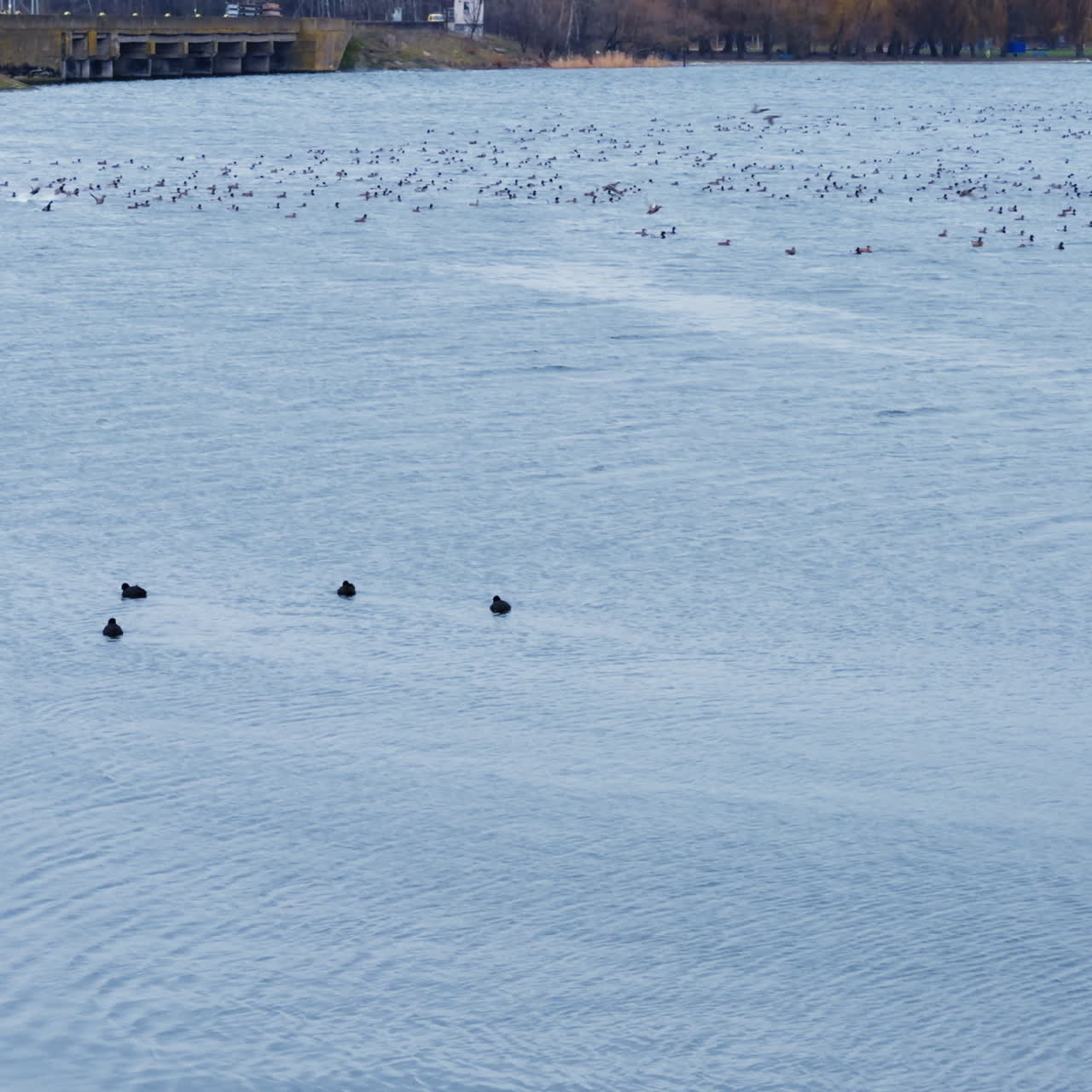 Group of five dark ducks floating on the river surface. Large flock of birds at backdrop rising into air.