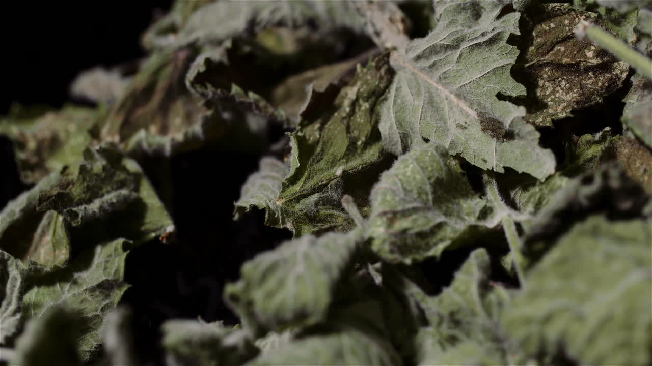 hojas de menta seca girando sobre fondo negro 3