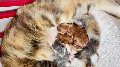 top down view of cat with three of her new babies, still wet from birth