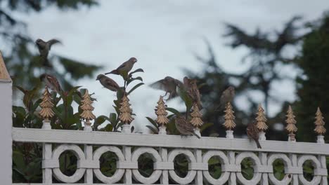 Sparrow-Birds-Land-On-Iron-Fence-In-Turkey