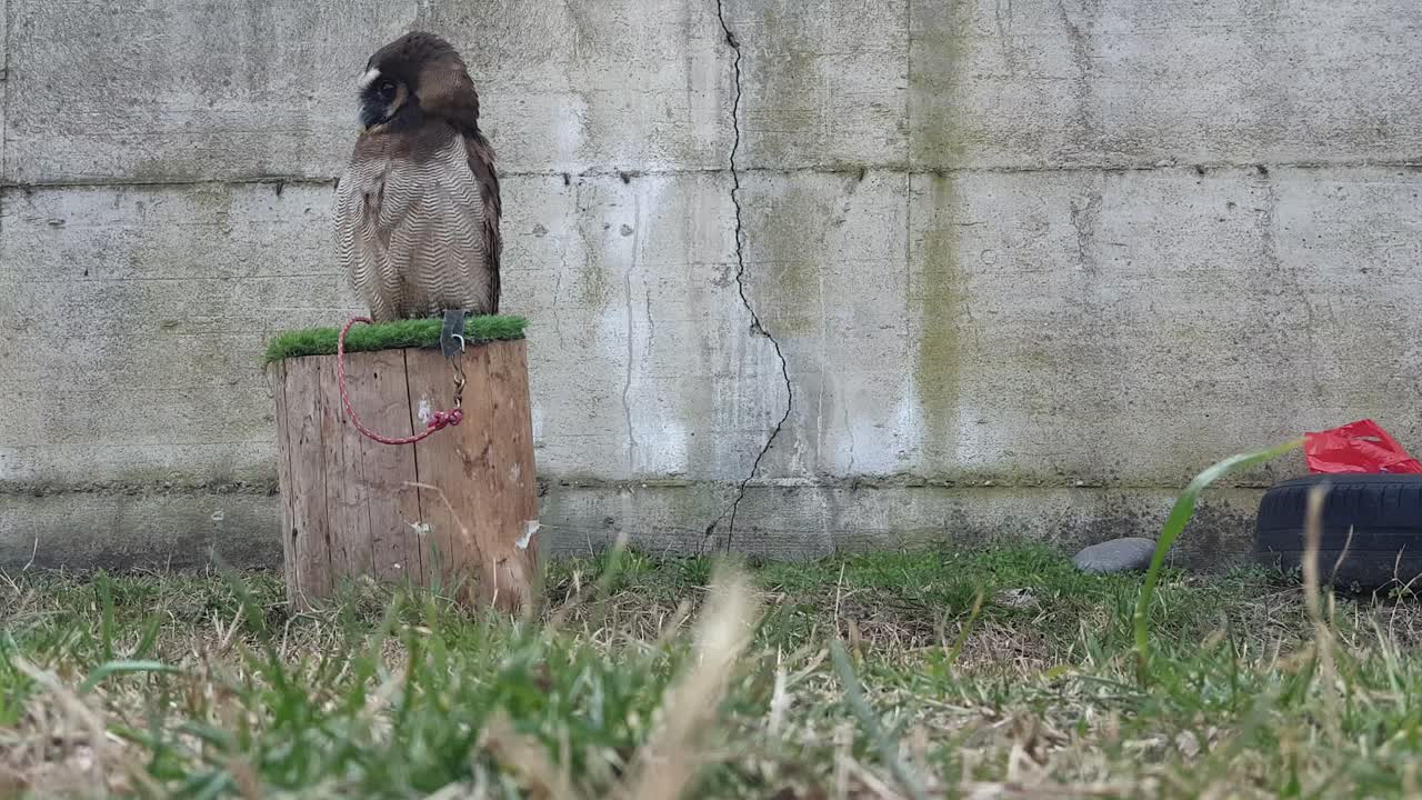 Tawny owl on tree stump moving head. Static shot