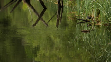 beautiful lake elizabeth located in the otway ranges rain forest national park, victoria australia