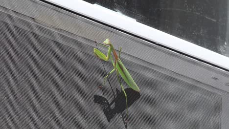 praying mantis clings to a window screen on the side of a house on a sunny day