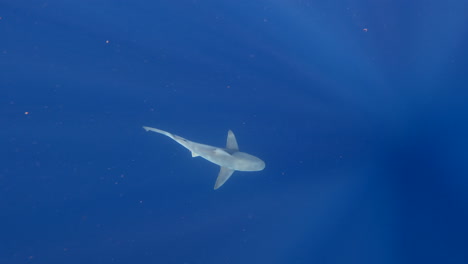 sandbar shark swiming alone in open ocean - from above