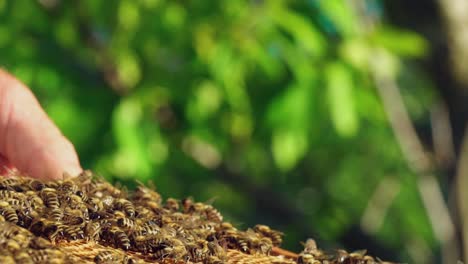 close up view of the working bees on honey cells. working bees on honeycomb. slow motion