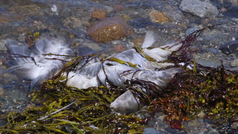 kürzlich verstorbener, nicht identifizierter seevogel, der sich an der kante der salzwasserbucht in plastik und algen verwickelt hat