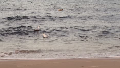 floating seagull on the sea waves, next to the beach shore line on an autumn, chilly cold day