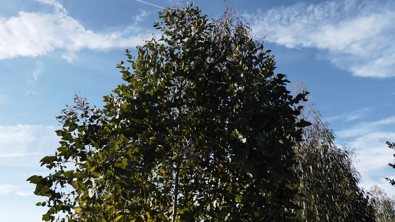 Primo piano della cima di un albero di eucalipto. Una leggera brezza attraversa un boschetto di eucalipti, creando un ritmo rilassante mentre le foglie svolazzano sotto un cielo azzurro.