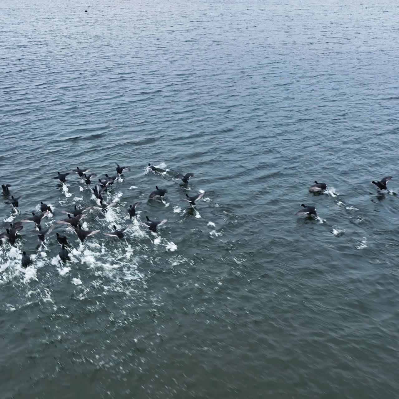 Beautiful migratory birds over the sea water. Wildlife scenic nature landscapes