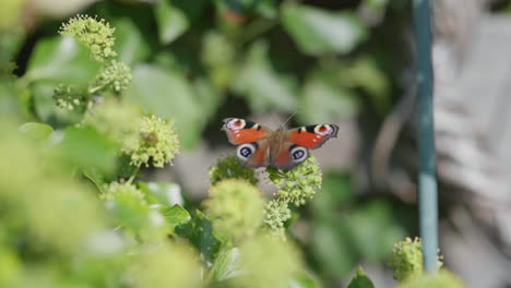 colorful peacock butterfly on green garden angelica flowers in the garden during pollination - close up