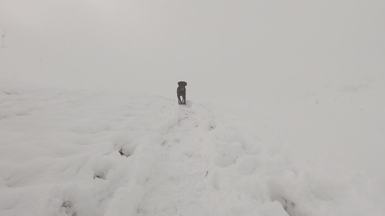 안개와 함께 눈 덮인 산에서 카메라로 직접 걸어가는 검은 래브라도 개