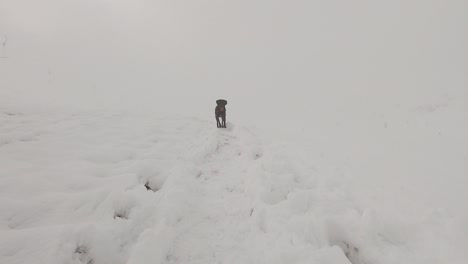 안개와 함께 눈 덮인 산에서 카메라로 직접 걸어가는 검은 래브라도 개