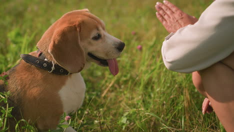 animal trainer playfully giving excited beagle handshake while squatting in grassy field under bright sunlight, dog's tongue out, joyful expression, and lush green surroundings