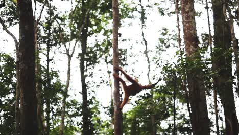 Orangutan-moving-through-the-branches-in-Sumatra-jungle,-panoramic-camera-movement