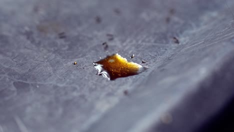 Close-Up-Shot-of-Ants-Surrounding-Drop-of-Oil-on-Metallic-Surface