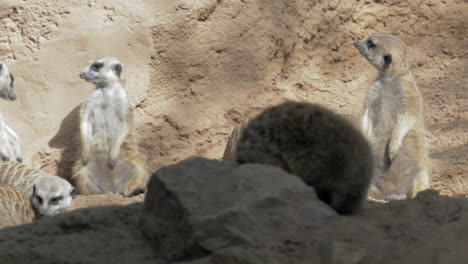 bottom view of meerkat suricata suricatta huge group in zoo