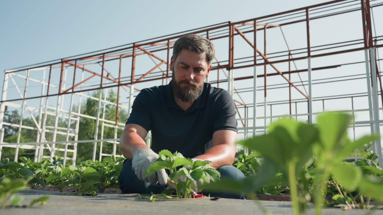 Male agronomist in gloves inspecting strawberry plants on farm beneath greenhouse frame, crouching in sunshine, sustainable agriculture, rural season, cultivation, crop care, growth
