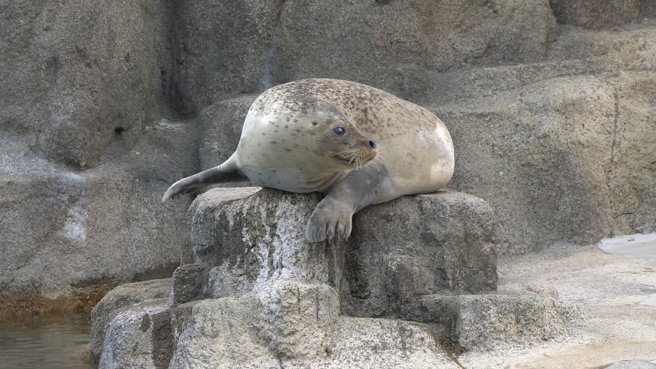 점박이 물범은 바위 p1에 달려있다