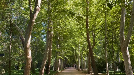 we see a path inside the prince's garden where we appreciate the impressive size of the platanus hispanica, with its white trunks and we see its yellow green leaves because the light gives them