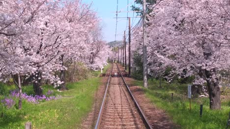 un callejón de flores de cerezo que rodea los rieles del tren en kyoto japón
