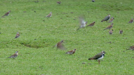 un grupo de fieldfares, avefrías y estorninos alimentándose de un campo de agricultores, en el condado de durham de los peninos del norte, reino unido