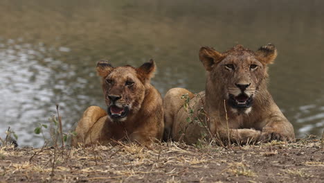 young lions panting next to waterhole with blood and flies over their face