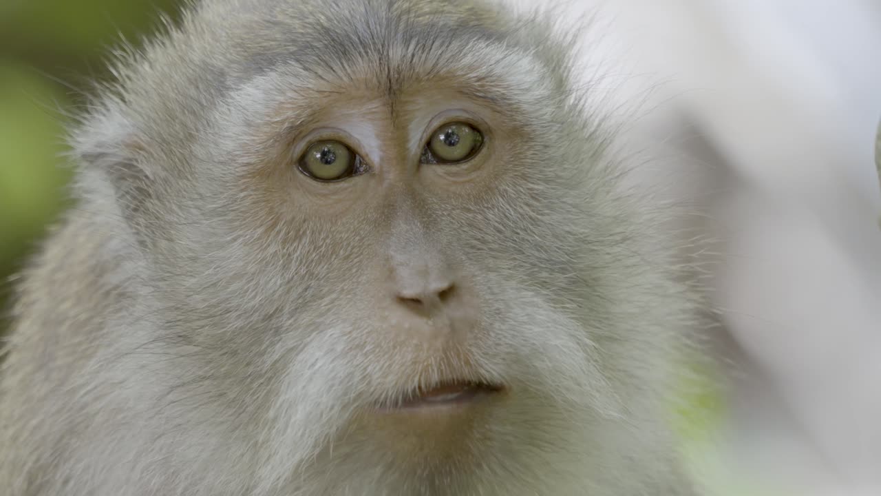 Detailed close-up shot of a curious macaque in Ubud Monkey Forest, Bali. Captured with soft, natural lighting highlighting the intricate fur texture and the serene forest backdrop