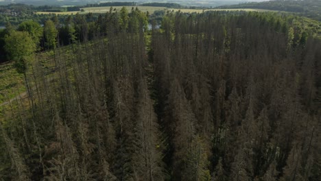 Aerial-view-of-damaged-dead-dry-spruce-forest-hit-by-bark-beetle-disaster-in-Czech-countryside