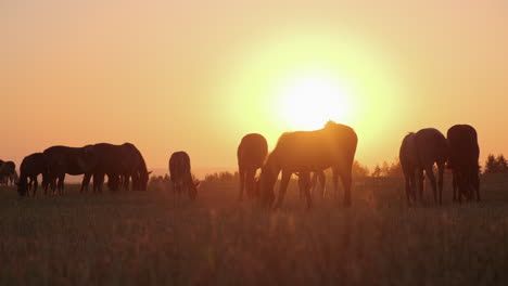 caballos pastando al amanecer o al atardecer