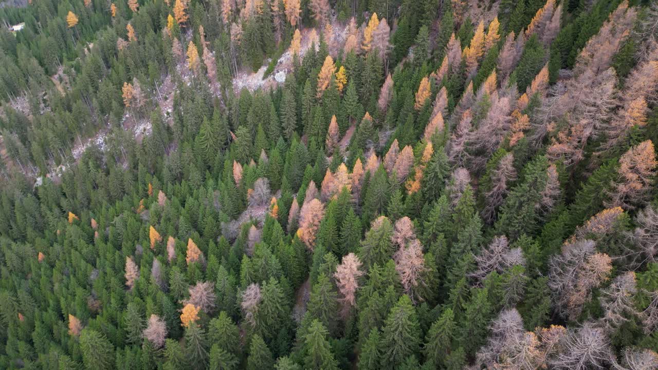 impresionantes imágenes de drones de un valle alpino en otoño con árboles de diferentes colores y un río que fluye en el suelo del valle rodeado de picos montañosos nevados