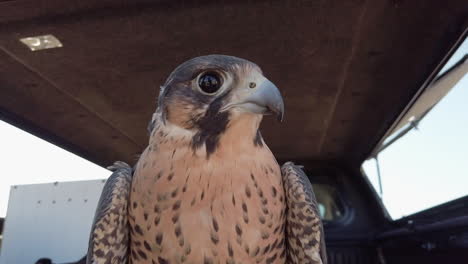 close up of falcon's face looking around in the back of a car