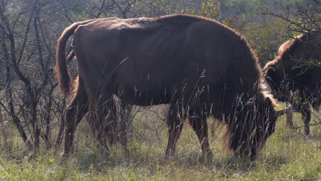 european bison bonasus in a grassy steppe,grazing in the sun,czechia