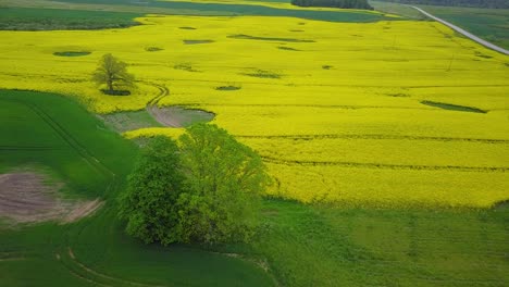 Sobrevuelo-Aéreo-Floreciente-Campo-De-Colza,-Volando-Sobre-Exuberantes-Flores-Amarillas-De-Canola,-Idílico-Paisaje-De-Agricultores-Con-Altos-Robles-Verdes-Frescos,-Día-Nublado,-Amplia-Toma-De-Drones-Avanzando