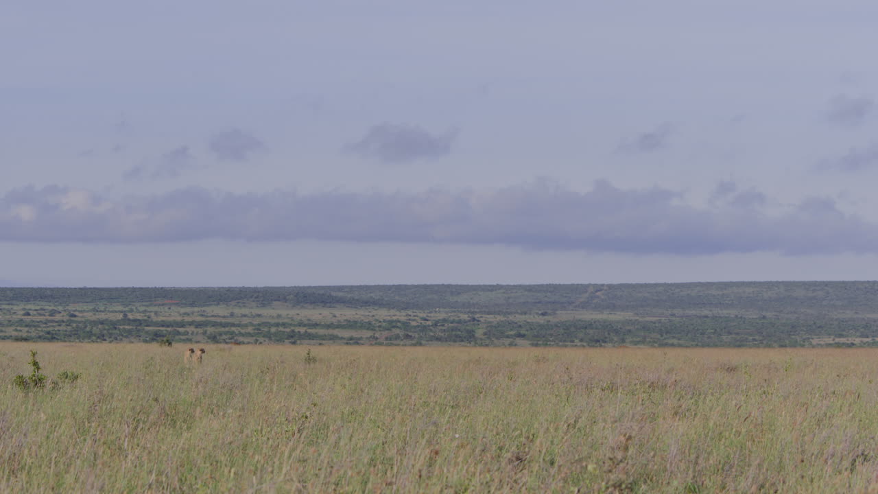 Vast African Savanna Landscape with Wild Animals and Flying Birds