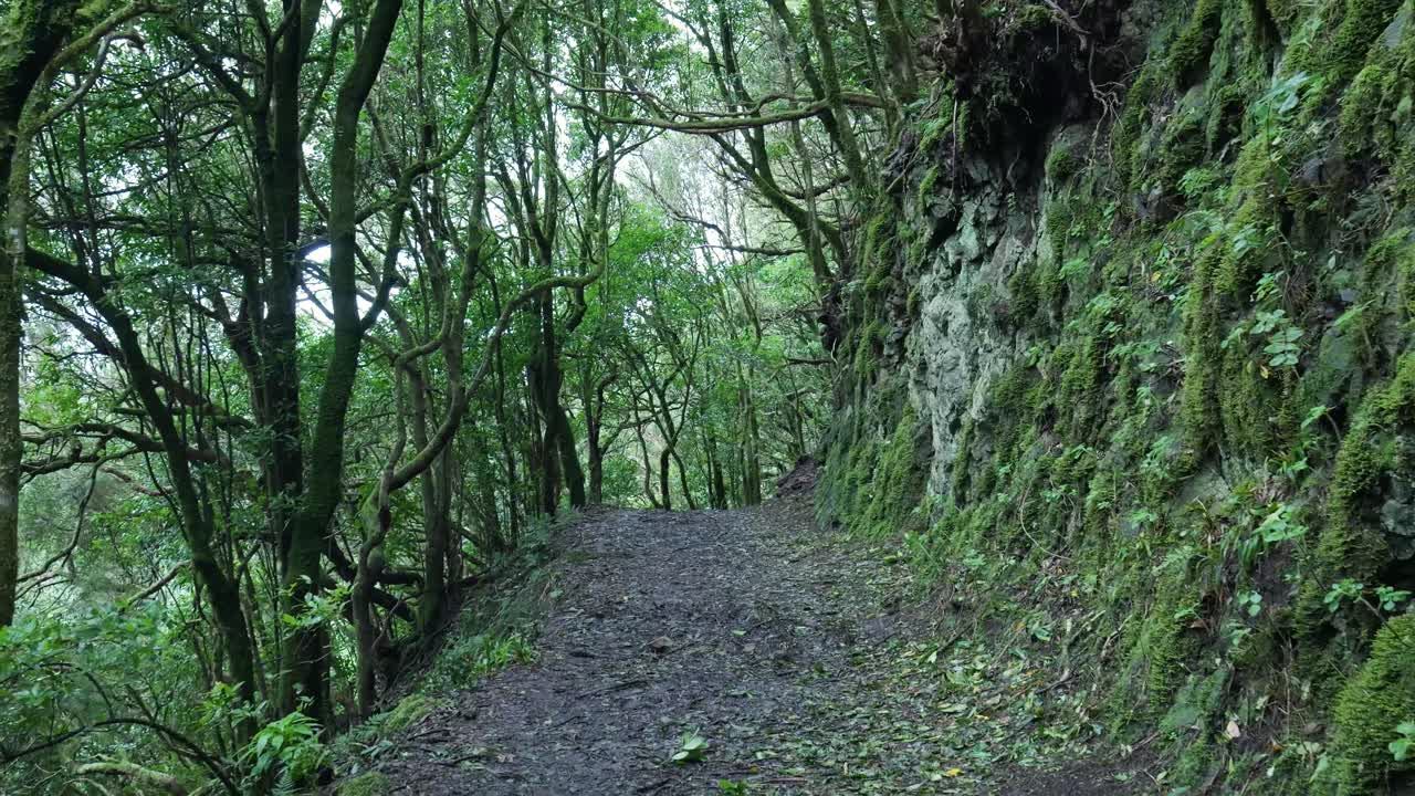 Passeggiata POV attraverso una foresta verde rigogliosa e muschiosa