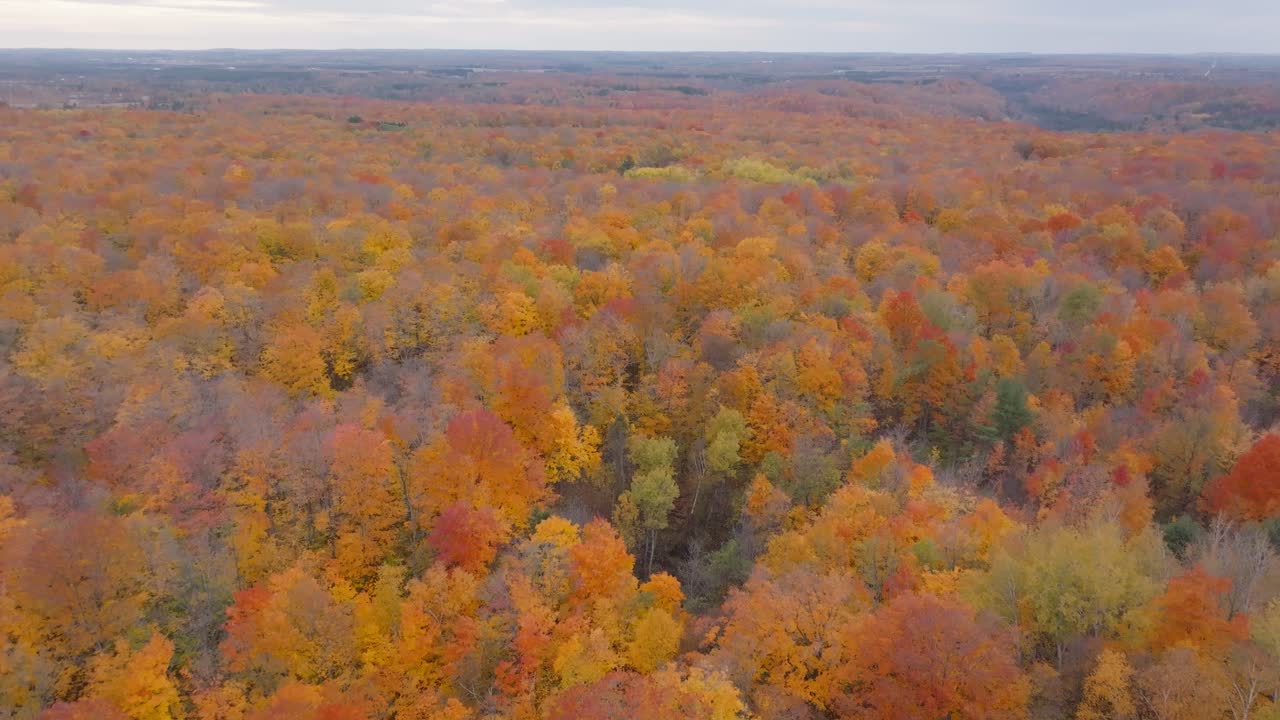 은색, 노란색, 오렌지색 잎 이 있는 광활 한 숲 의 활기찬 가을 잎자루, 공중 에서 볼 수 있는 모습