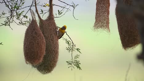 pájaro tejedor baya con nido