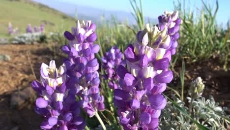 un lupino en flor que sopla en el viento en el desierto