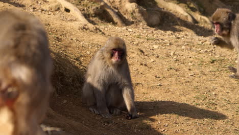 Macacos-Japoneses-Salvajes-Deambulando-A-Cuatro-Patas,-Recogiendo-Callos-Y-Otros-Alimentos-Del-Suelo-En-Un-Espacio-Abierto