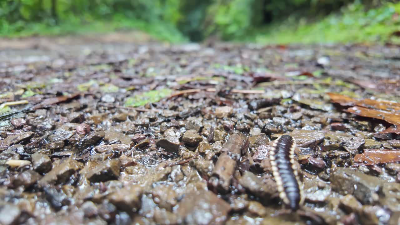 Close-up de um milípede rastejando por entre a serrapilheira húmida no chão de uma floresta tropical em Monteverde, Costa Rica, destacando a biodiversidade deste ambiente de floresta nublada húmida.
