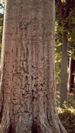 close-up of a tree trunk in a forest